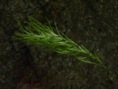 Poa bulbosa