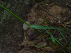 Poa bulbosa