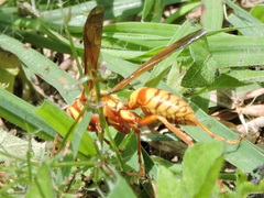 Polistes apachus texanus