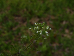 Capsella bursa-pastoris
