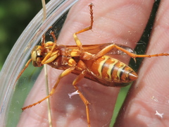 Polistes apachus texanus