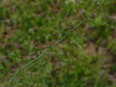Capsella bursa-pastoris