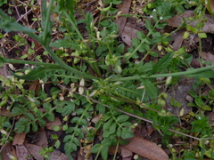 Capsella bursa-pastoris