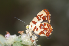 Anteros lectabilis