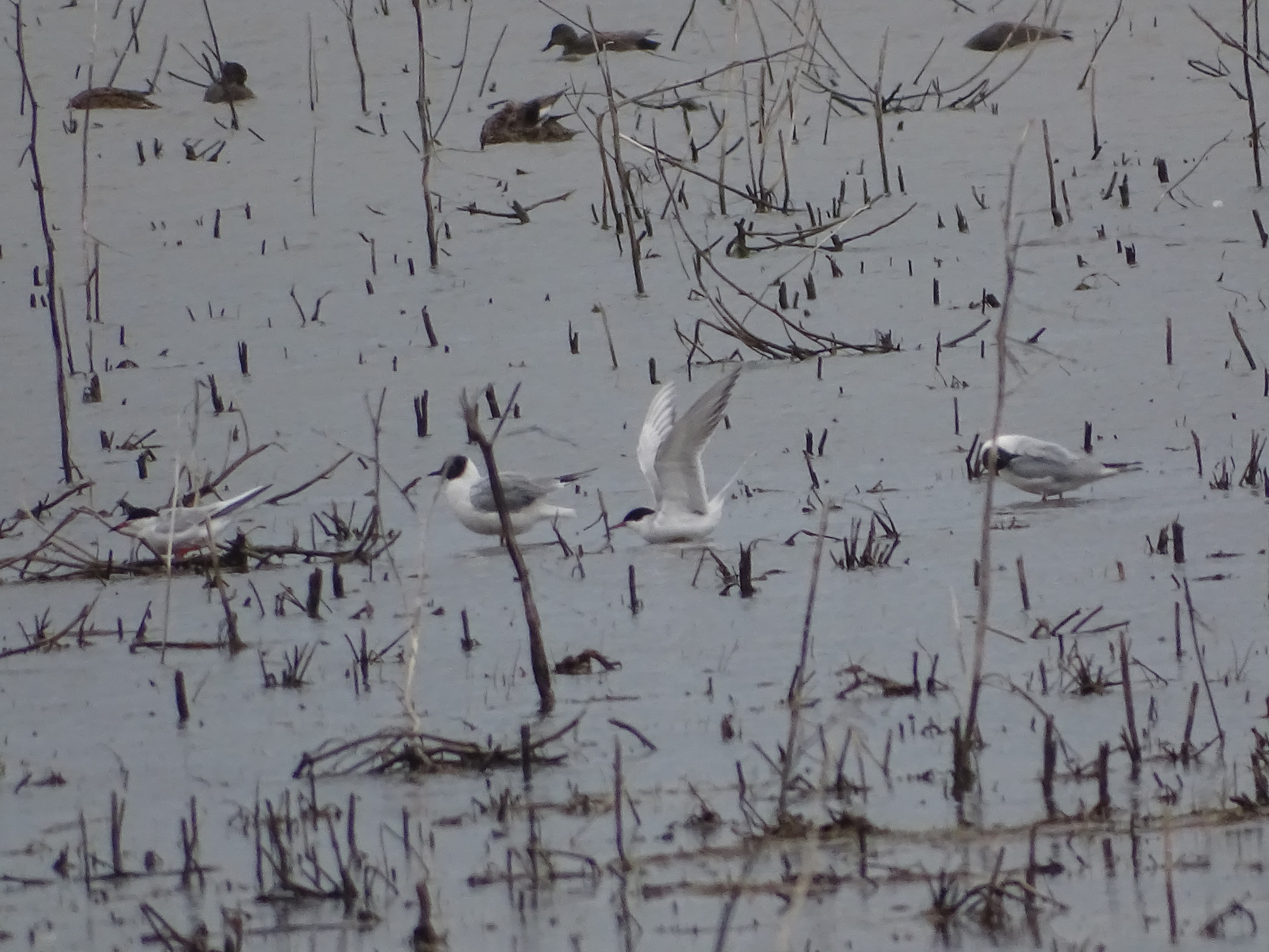 Forster's Tern
