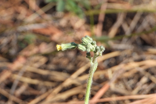 Pringle's hawkweed (Hieracium pringlei)