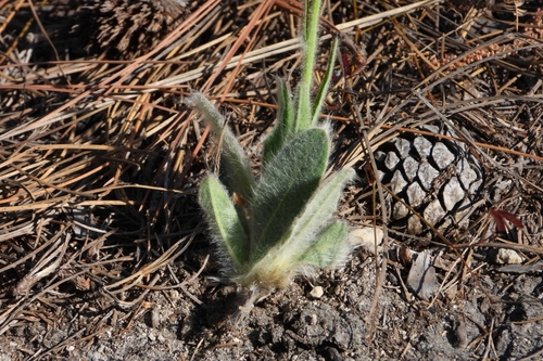 Image of Hieracium pringlei by (c) Ricardo Betancourt Sánchez, some rights reserved (CC BY)