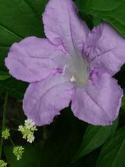 Ruellia strepens