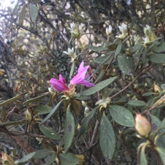 Rhododendron rubropilosum taiwanalpinum