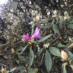 Rhododendron rubropilosum taiwanalpinum