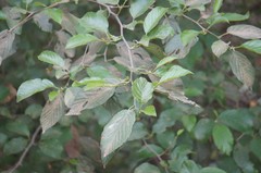 Alnus jorullensis