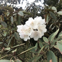 Rhododendron hyperythrum