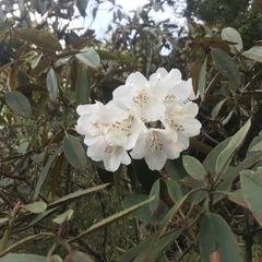 Rhododendron hyperythrum