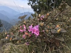 Rhododendron rubropilosum taiwanalpinum