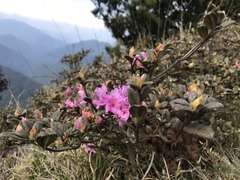 Rhododendron rubropilosum taiwanalpinum