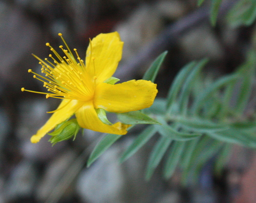 Hypericum concinnum