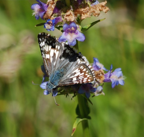 iNaturalist observation photo of Common Checkered-Skipper