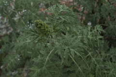 Ambrosia arborescens