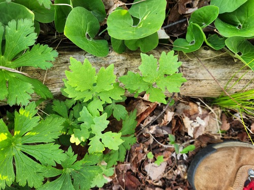 Stylophorum diphyllum