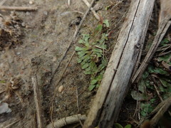 Asterella tenella