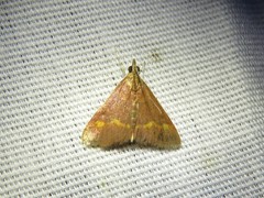 Pyrausta pseuderosnealis