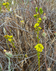 Deinandra fasciculata