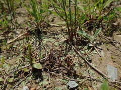 Asterella tenella