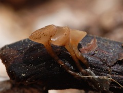 Sclerotinia veratri