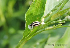 Paranaemia vittigera