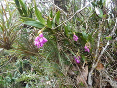 Elleanthus maculatus