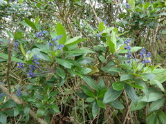 Monnina salicifolia