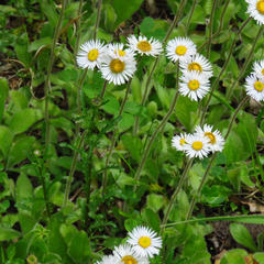 Erigeron pulchellus