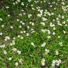 Erigeron pulchellus