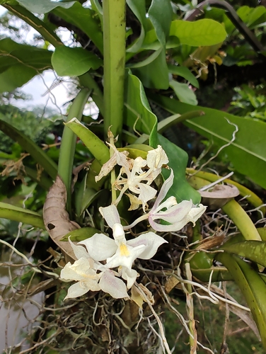 Rodriguezia bracteata, photograph 2
