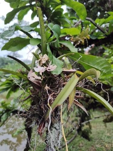 Rodriguezia bracteata, photograph 3