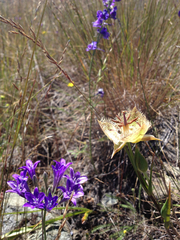 Calochortus tiburonensis