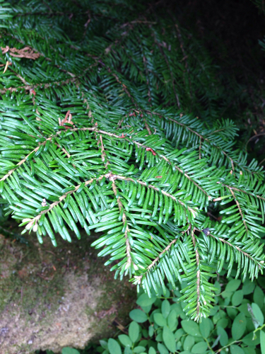 Pacific silver fir