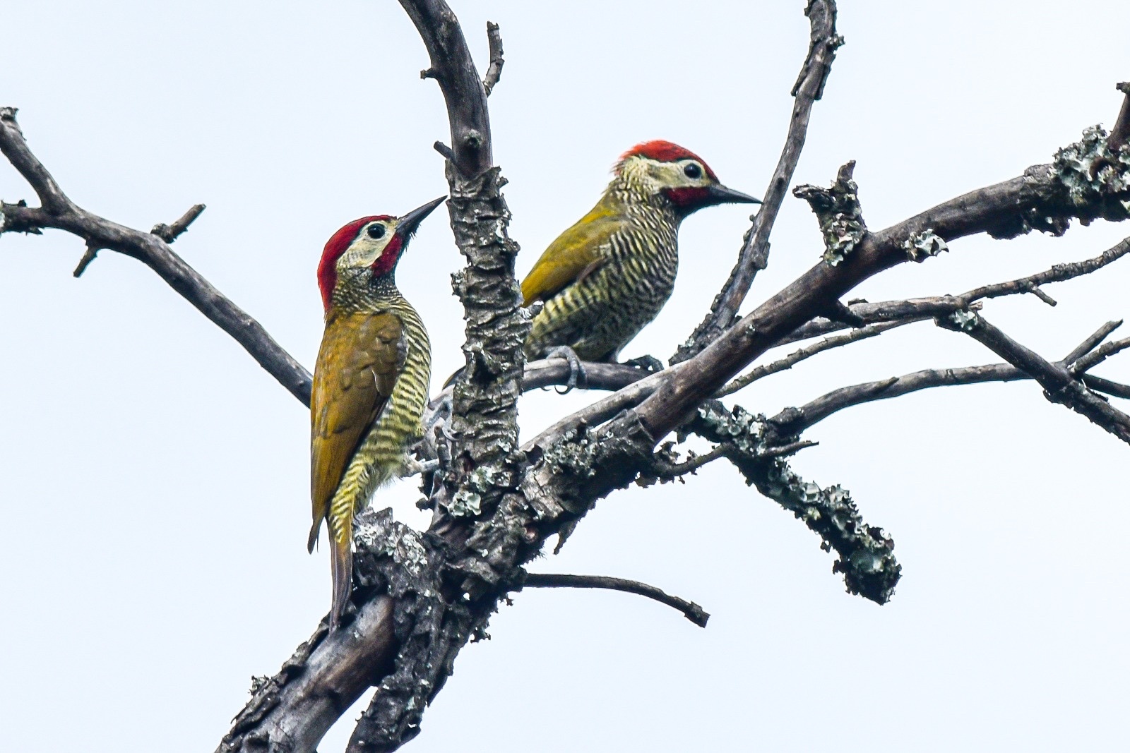 Colaptes rubiginosus image