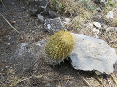 Coryphantha erecta