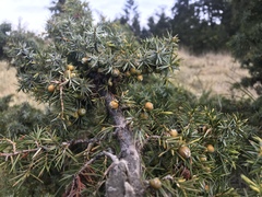 Juniperus formosana