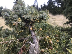 Juniperus formosana