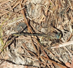 Phanogomphus westfalli