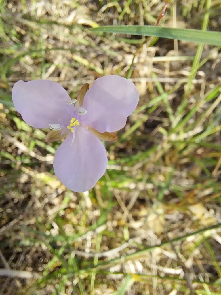 Grass Lily from Dulacca QLD 4425, Australia on April 30, 2024 at 01:23 ...