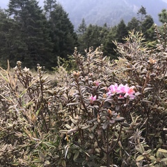Rhododendron rubropilosum taiwanalpinum