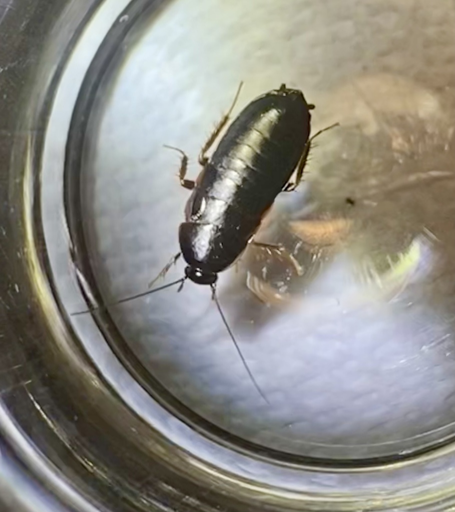 Giant and Wood Cockroaches from Dove Meadow, Boerne, TX, US on April 29 ...