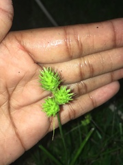 Carex cephalophora