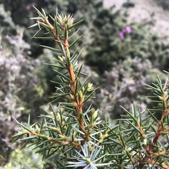 Juniperus formosana