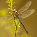 Common Green Darner - Photo (c) Kevin, some rights reserved (CC BY-NC), uploaded by Kevin