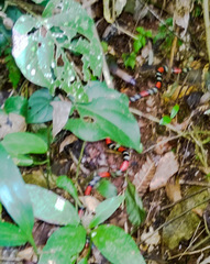 Micrurus altirostris