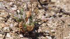 Gilia mexicana